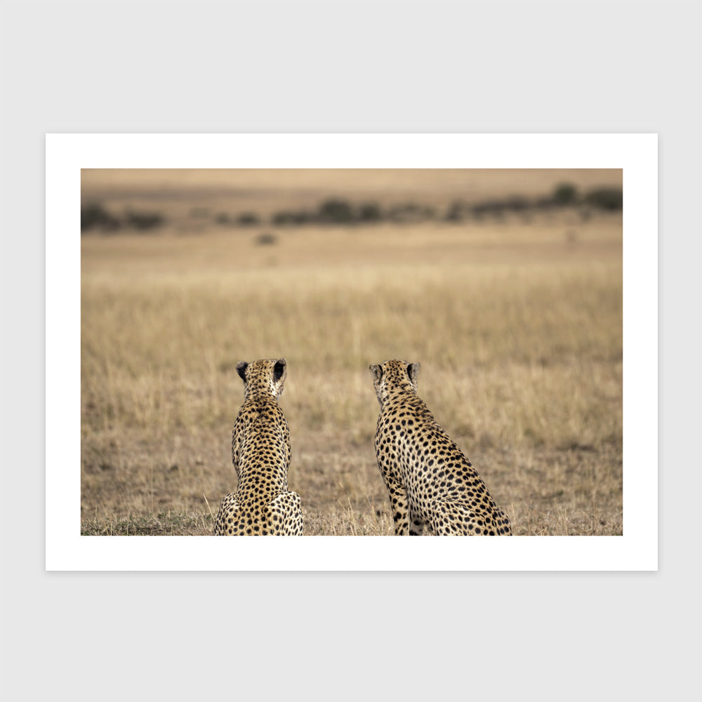 Hím gepárdok (Masai Mara, Kenya)