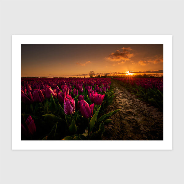 Tulipános naplemente