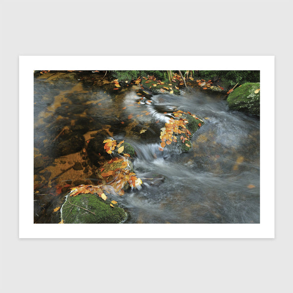 Patak ősszel, erdőben