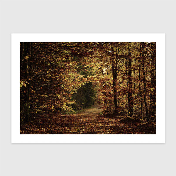 Őszi erdei ösvény lehullott lombbal